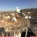 10_10-nest.jpg