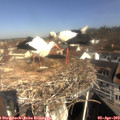 10_15-nest.jpg