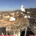 10_20-nest.jpg