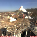 10_25-nest.jpg
