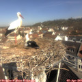 10_30-nest.jpg