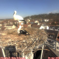 10_45-nest.jpg