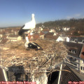 10_50-nest.jpg
