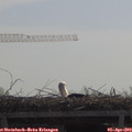 11_00-mast.jpg