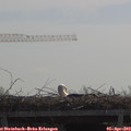 11_05-mast.jpg