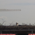 11_10-mast.jpg