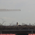 11_15-mast.jpg