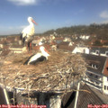 11_45-nest.jpg