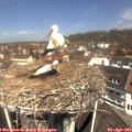 11_50-nest.jpg