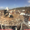 12_00-nest.jpg