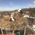 12_10-nest.jpg
