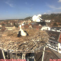 12_15-nest.jpg