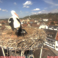 12_25-nest.jpg