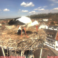 12_30-nest.jpg
