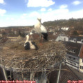 12_35-nest.jpg