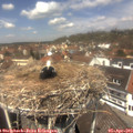12_50-nest.jpg
