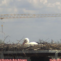 12_55-mast.jpg
