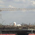 13_00-mast.jpg
