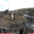 13_10-nest.jpg