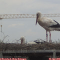 13_25-mast.jpg
