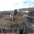 13_25-nest.jpg