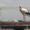 13_30-mast.jpg