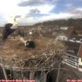 13_30-nest.jpg