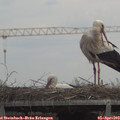 13_35-mast.jpg