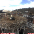 13_35-nest.jpg