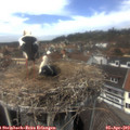 13_40-nest.jpg