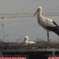 13_45-mast.jpg