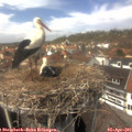 13_45-nest.jpg