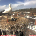 13_50-nest.jpg