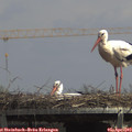 13_55-mast.jpg