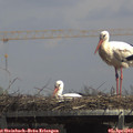 14_00-mast.jpg