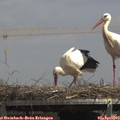 14_05-mast.jpg