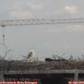 14_10-mast.jpg