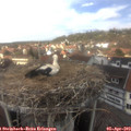 14_10-nest.jpg