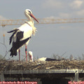 14_15-mast.jpg