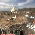 14_15-nest.jpg