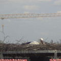 14_20-mast.jpg