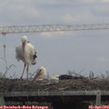14_25-mast.jpg