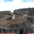 14_25-nest.jpg