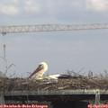 14_30-mast.jpg
