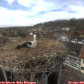 14_30-nest.jpg