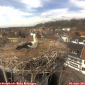 14_35-nest.jpg