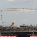 14_45-mast.jpg