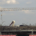 14_50-mast.jpg