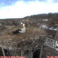 14_50-nest.jpg