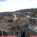 14_55-nest.jpg